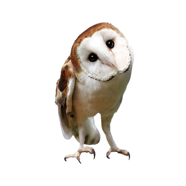 barn owl
