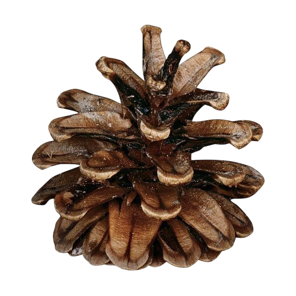 pinecone