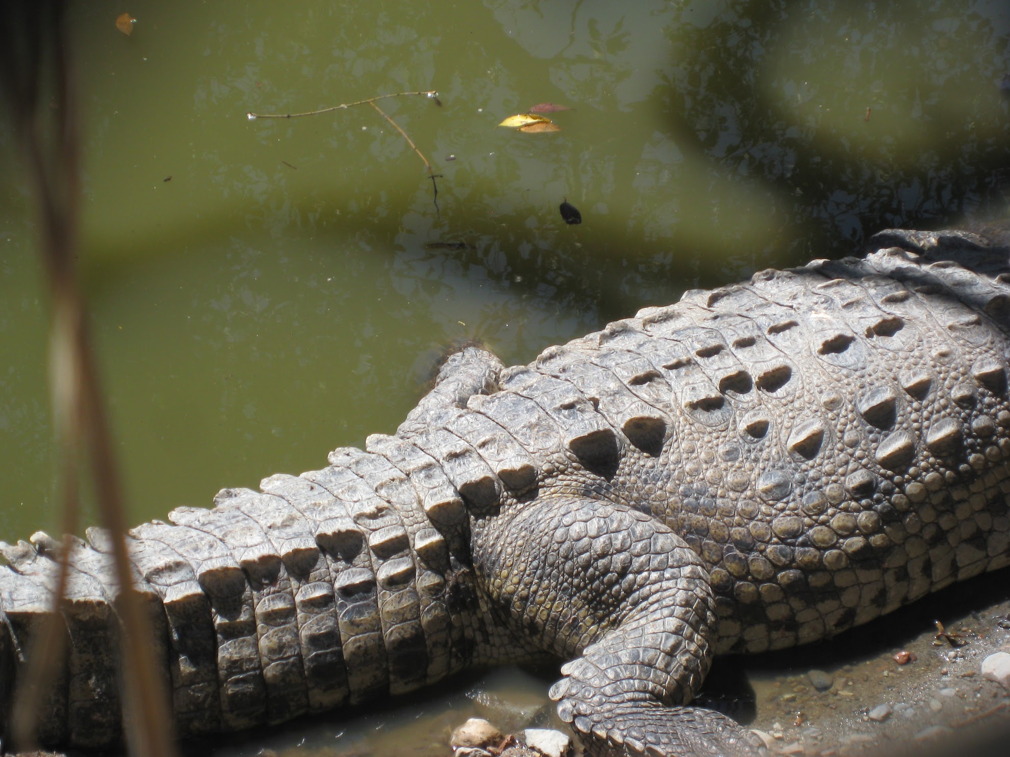 crocodile