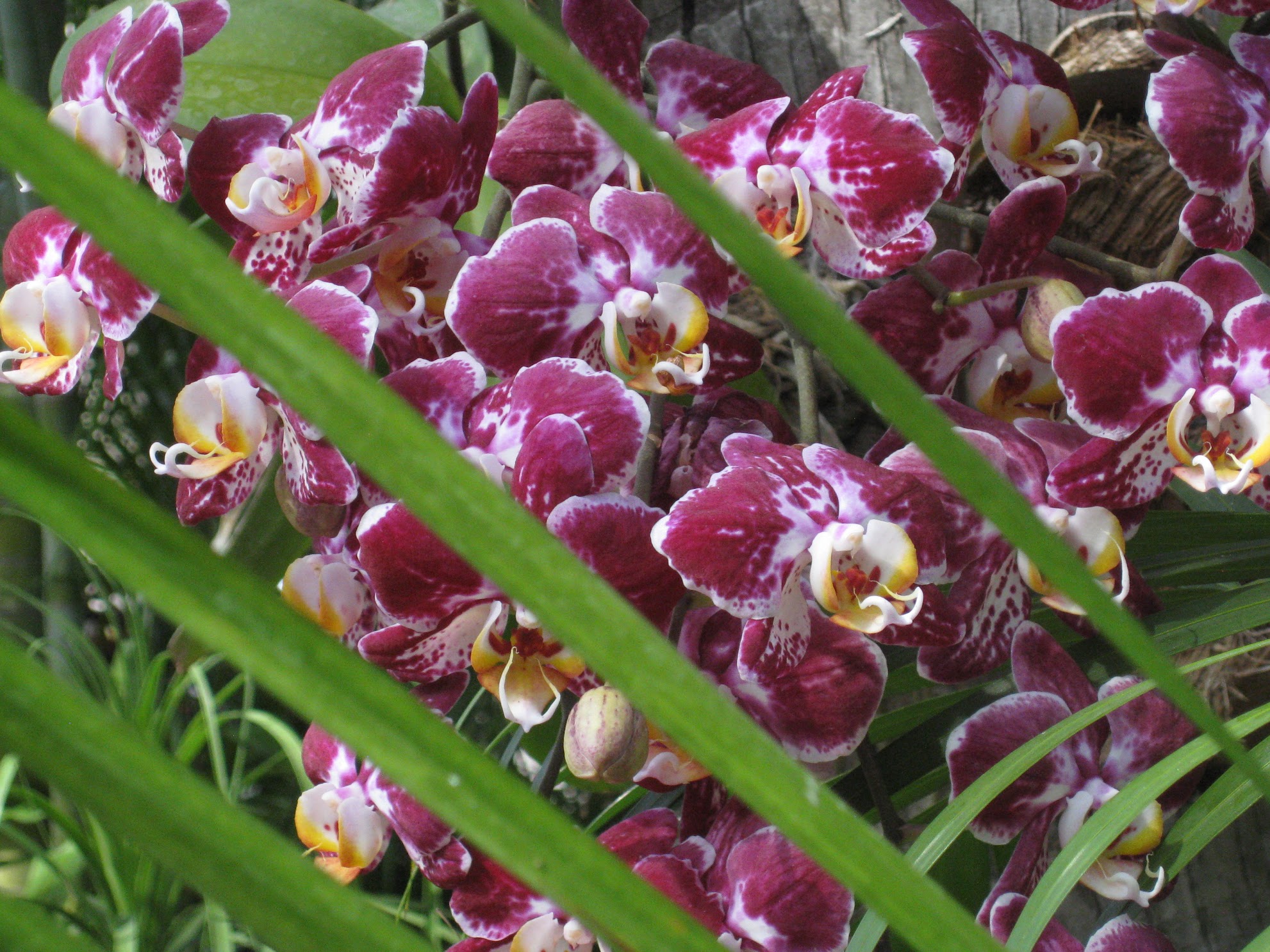 orchid flowers