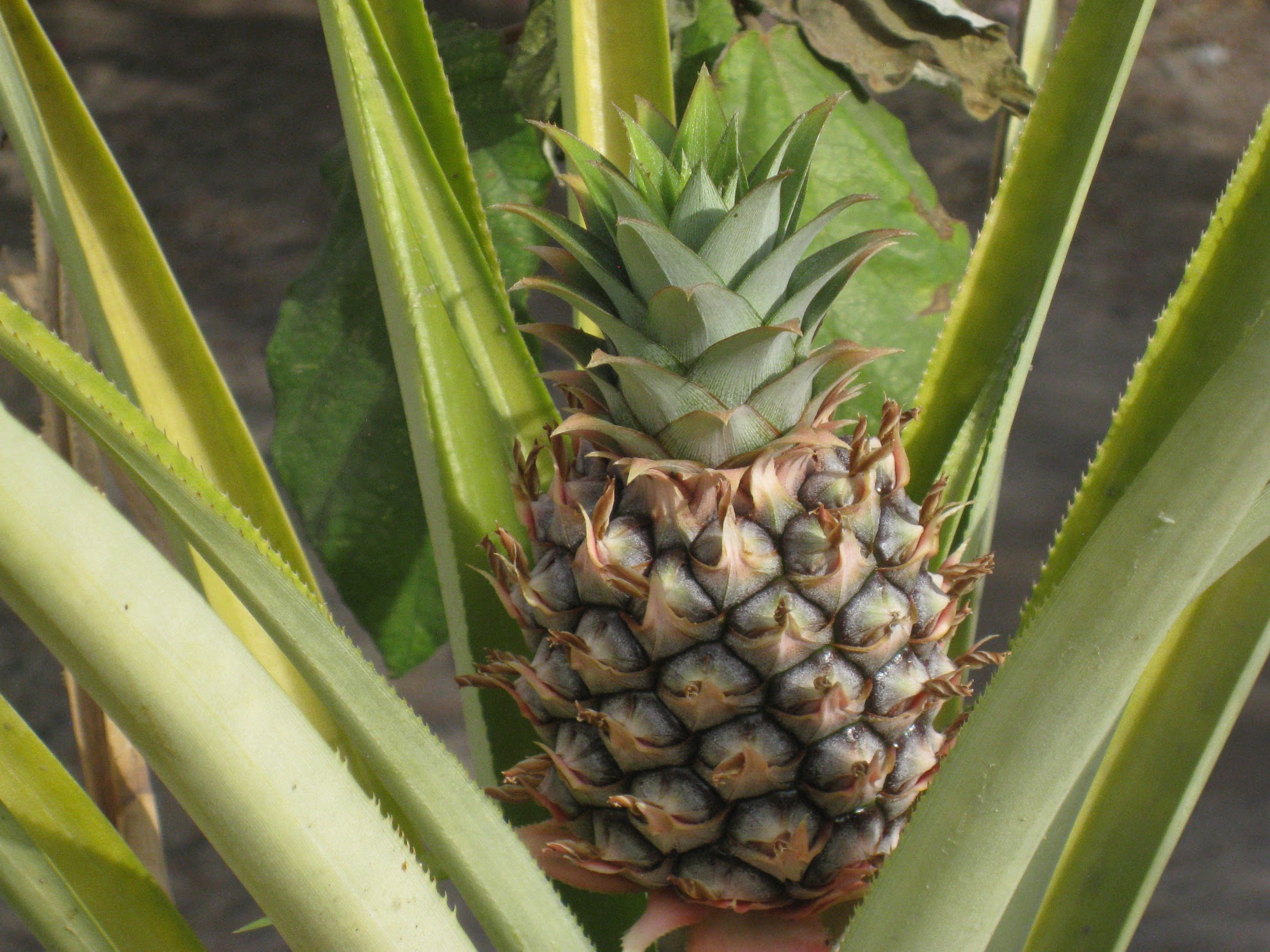 pineapple plant