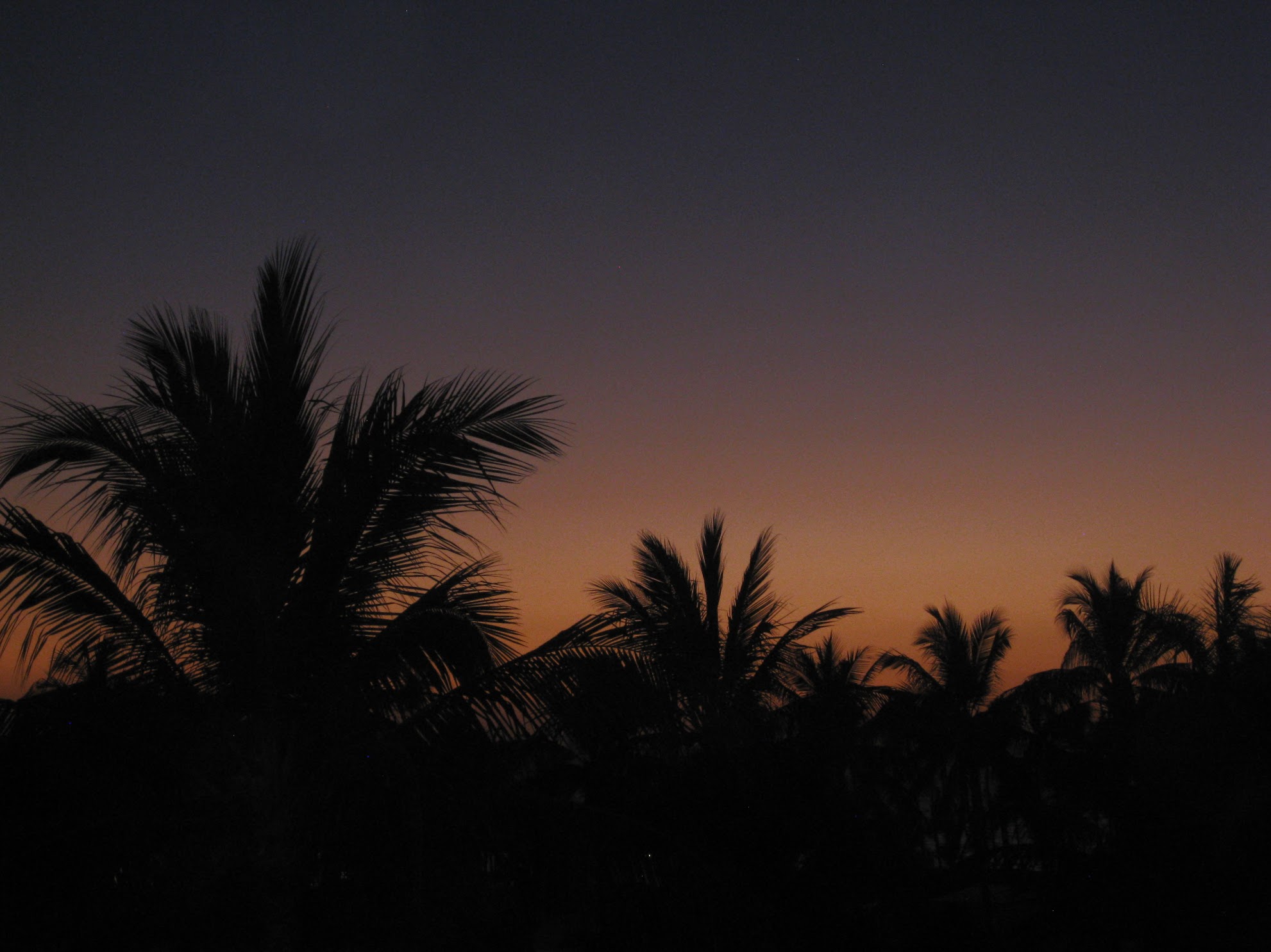 sunset with palm trees