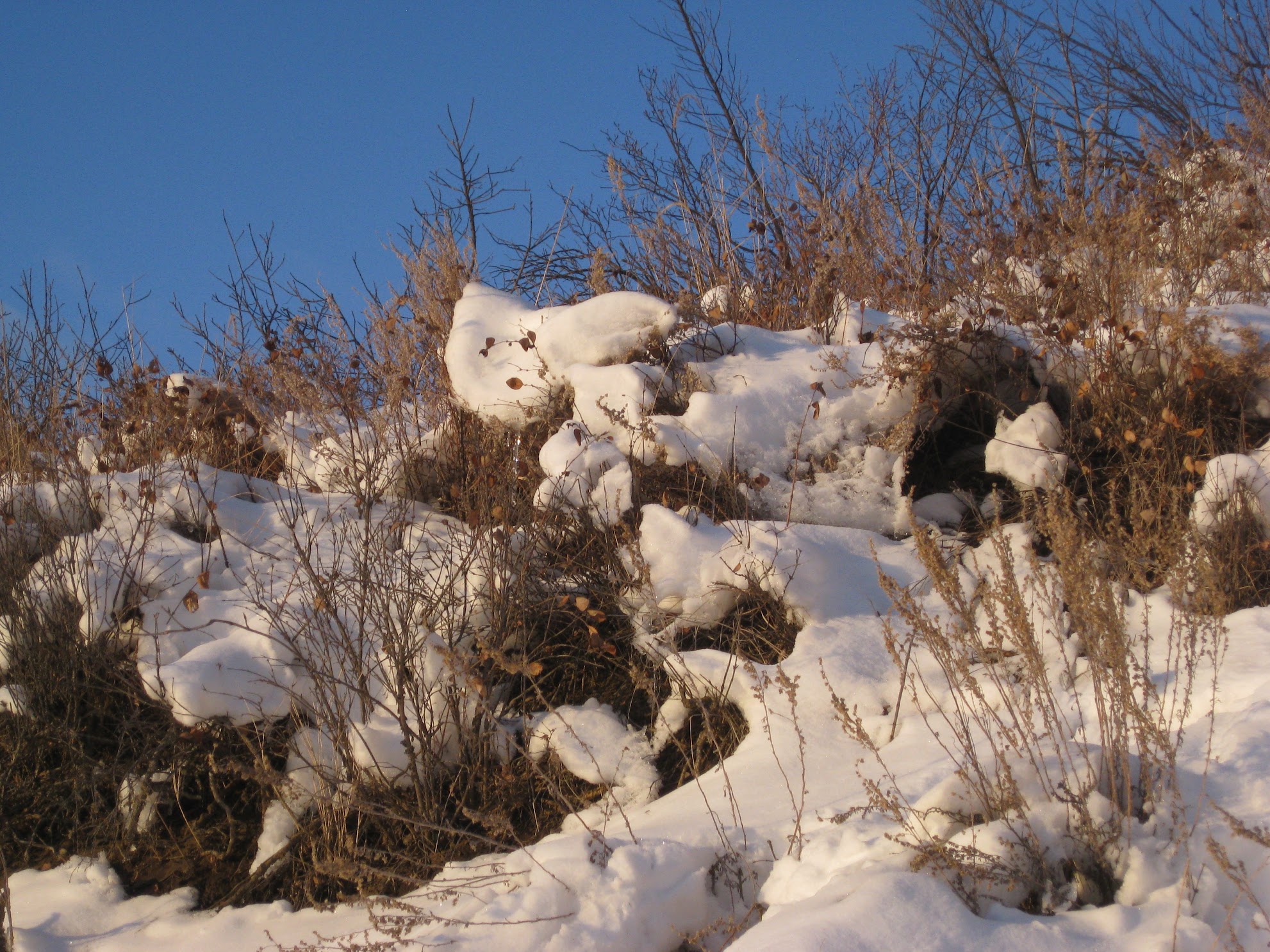 snowy shrubs